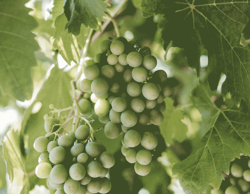 Grape Extract