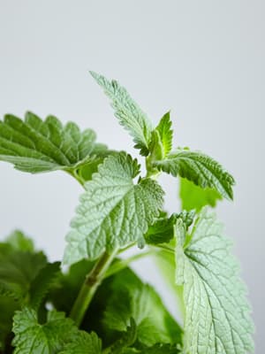 Lemon Balm