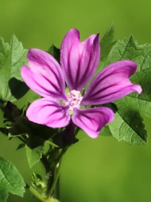 Mallow
