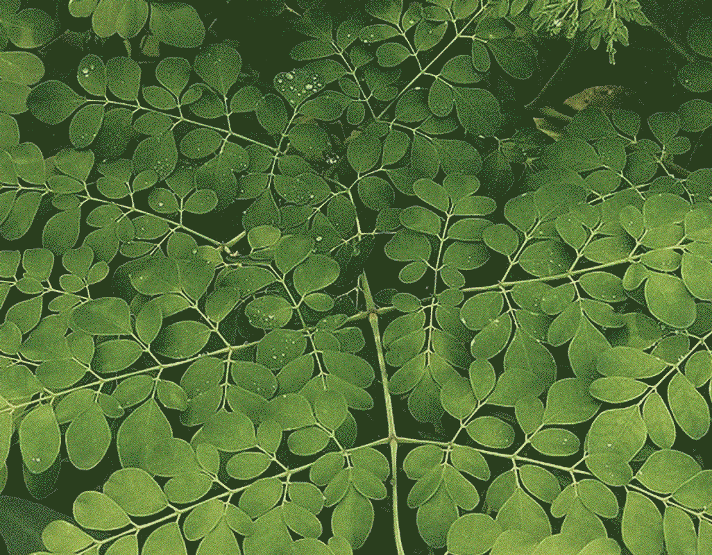 Moringa oil