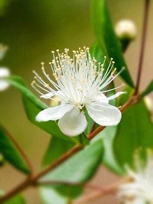 Myrtle