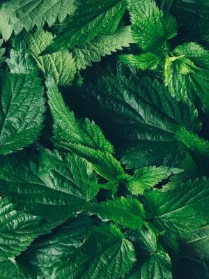 NETTLE