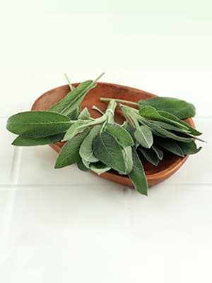 SALVIA