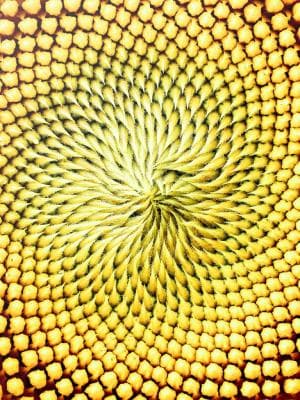 SUNFLOWER OIL