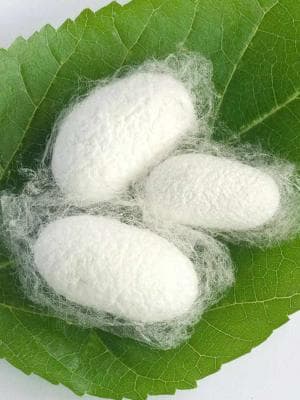 Silk Proteins
