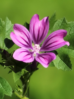 Mallow