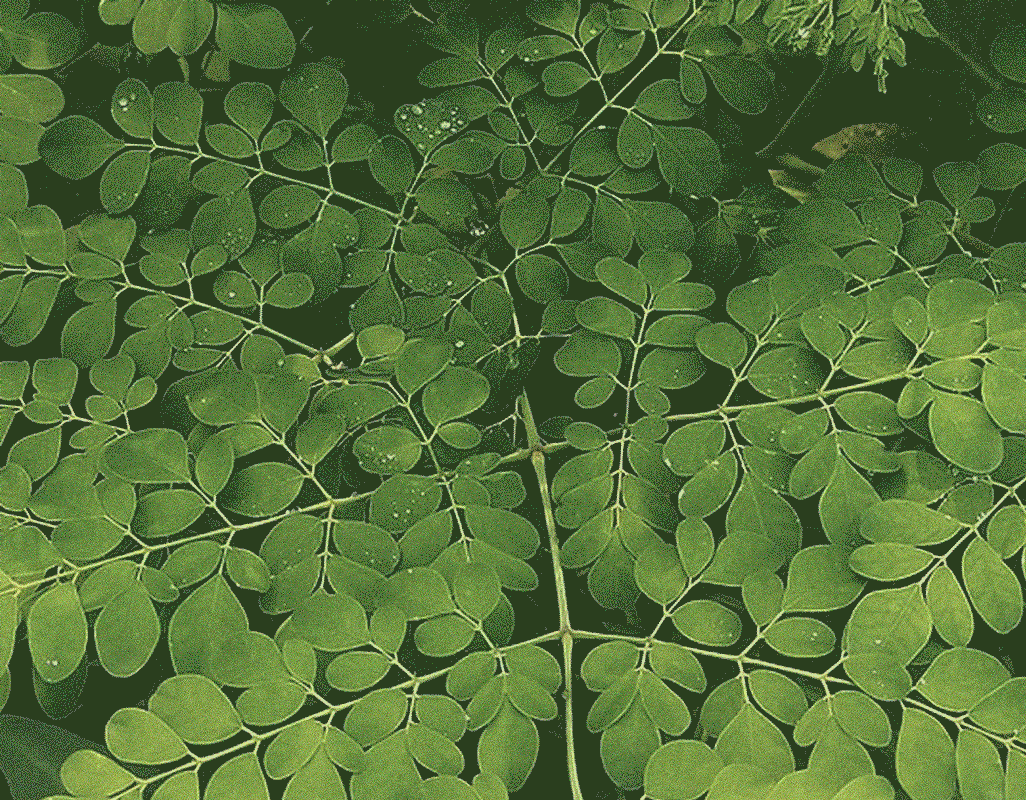 Moringa oil