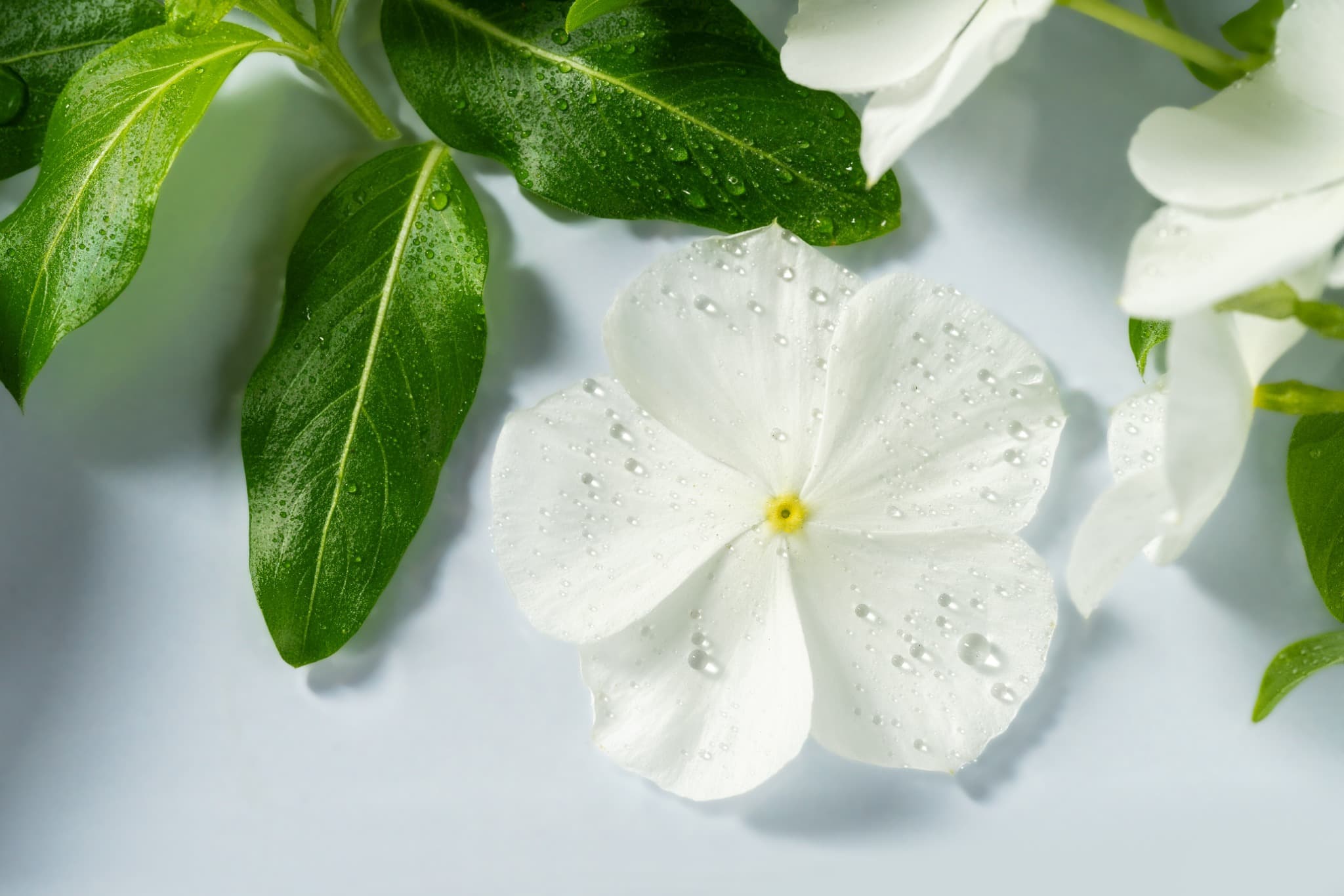 UNA: The Botanical Philosophy of Solving One Problem at a Time